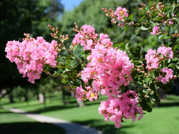 Lagerstremia indyjska ROSEA - sadzonki