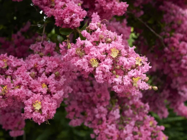 Lagerstremia indyjska ROSEA - sadzonki