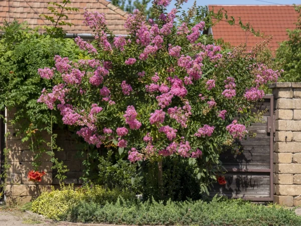 Lagerstremia indyjska ROSEA - sadzonki