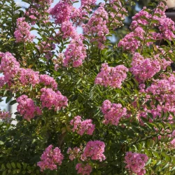 Lagerstremia indyjska ROSEA - sadzonki