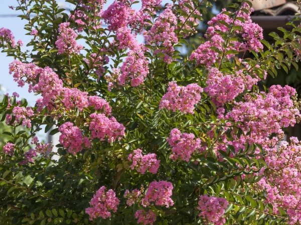 Lagerstremia indyjska ROSEA - sadzonki
