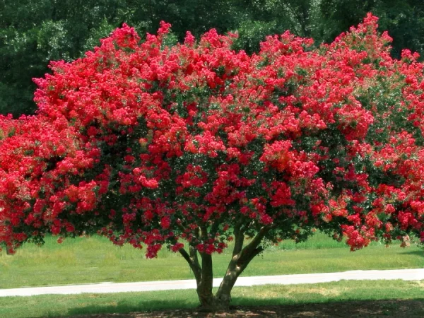 Lagerstremia indyjska RED IMPERATOR - sadzonki