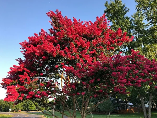 Lagerstremia indyjska RED IMPERATOR - sadzonki