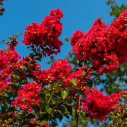 Lagerstremia indyjska RED IMPERATOR - sadzonki