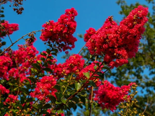 Lagerstremia indyjska RED IMPERATOR - sadzonki