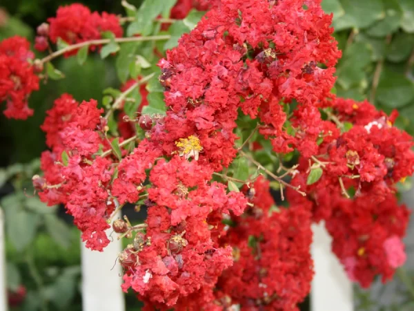 Lagerstremia indyjska RED IMPERATOR - sadzonki