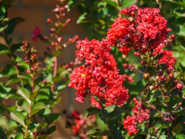 Lagerstremia indyjska RED IMPERATOR - sadzonki