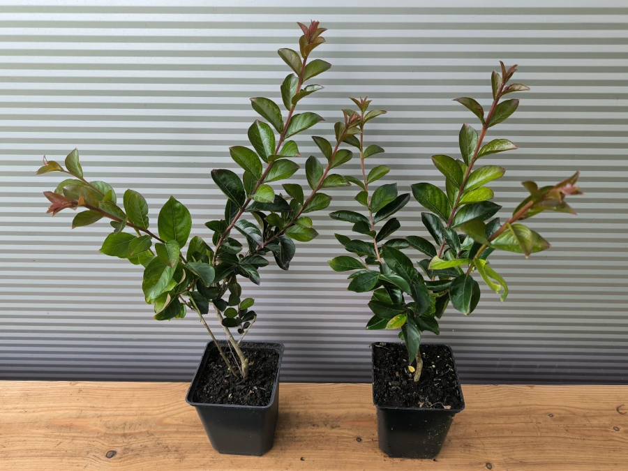 Lagerstroemia indica RUBRA MAGNIFICA - sadzonki w doniczkach P11