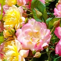 Róża miniaturowa (Rosa miniature) TRICOLOR - sadzonki
