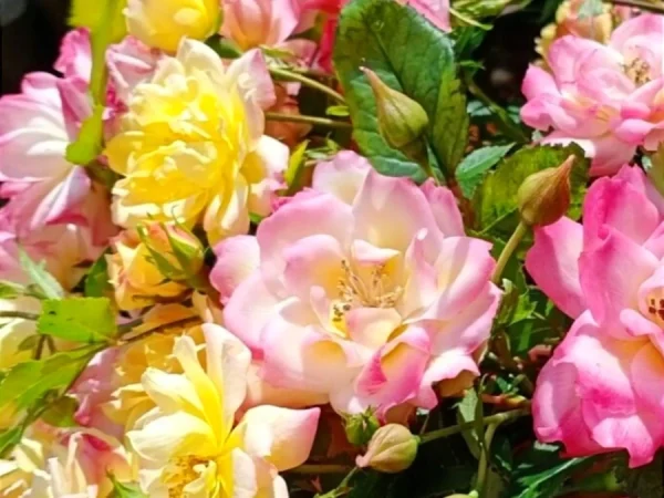Róża miniaturowa (Rosa miniature) TRICOLOR - sadzonki