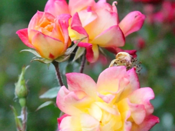 Róża miniaturowa (Rosa miniature) TRICOLOR - sadzonki