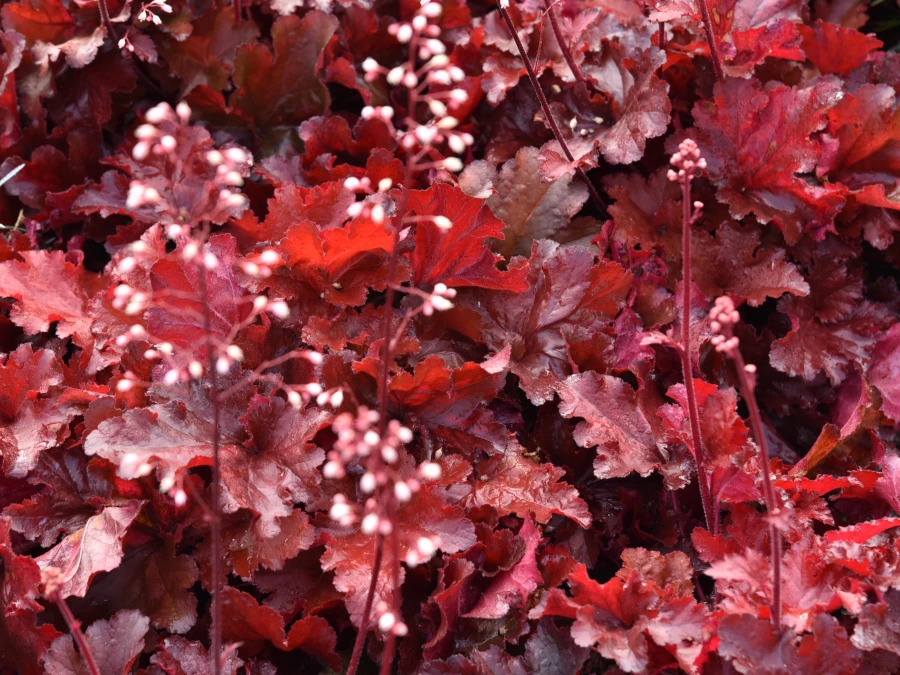zurawka-heuchera-forever-red-sadzonki-5 Żurawka FOREVER RED - sadzonki