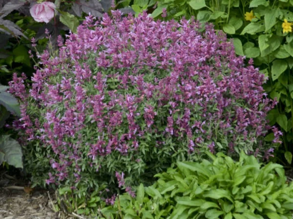 Kłosowiec ROSIE POSIE - sadzonki