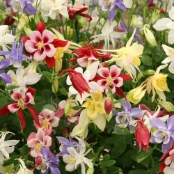 Orlik (aquilegia) BIEDERMEIER - sadzonki w doniczkach P9