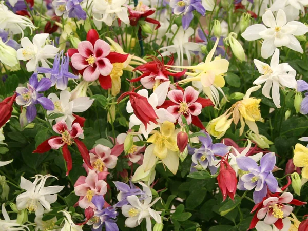 Orlik (aquilegia) BIEDERMEIER - sadzonki w doniczkach P9