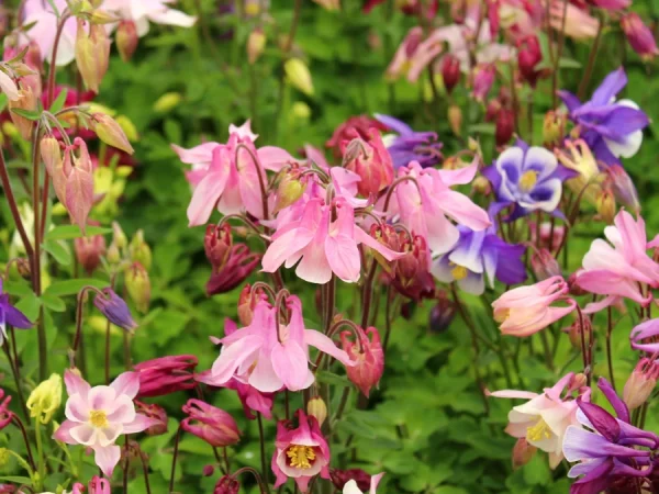 Orlik (aquilegia) BIEDERMEIER - sadzonki w doniczkach P9