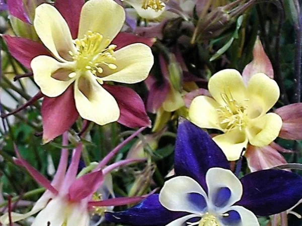 Orlik (aquilegia) BIEDERMEIER - sadzonki w doniczkach P9