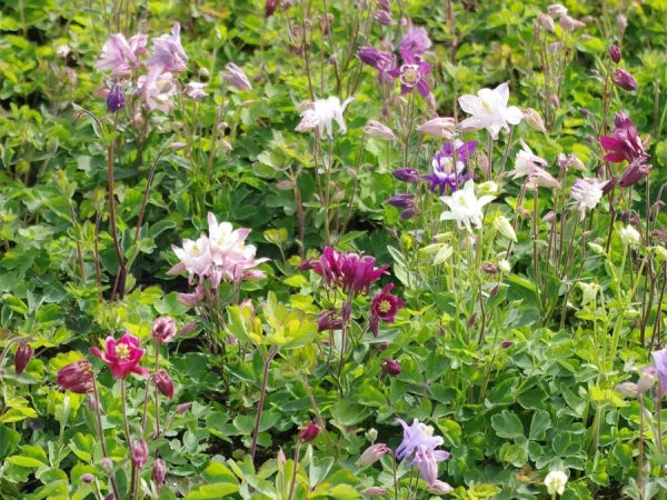 Orlik (aquilegia) BIEDERMEIER - sadzonki w doniczkach P9