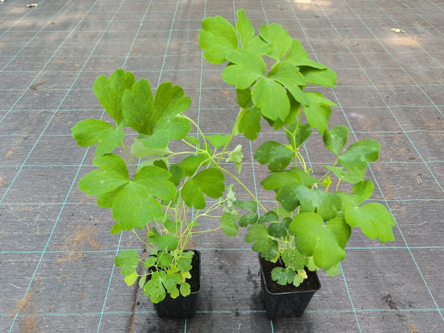 Orlik (aquilegia) BIEDERMEIER - sadzonki w doniczkach P9