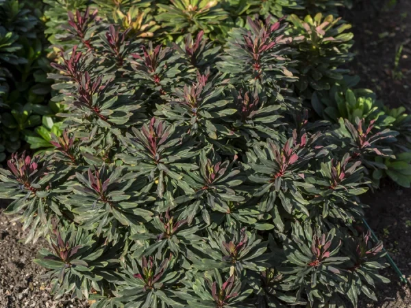Wilczomlecz migdałolistny PURPUREA - sadzonki