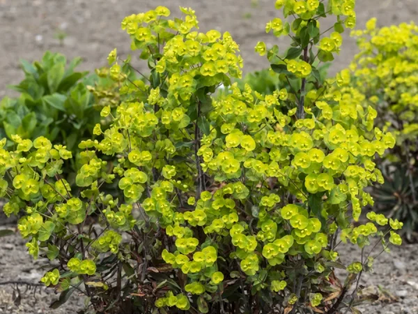 Wilczomlecz migdałolistny PURPUREA - sadzonki