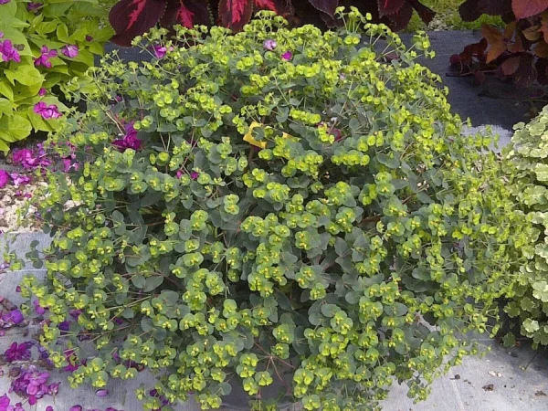 Wilczomlecz migdałolistny PURPUREA - sadzonki